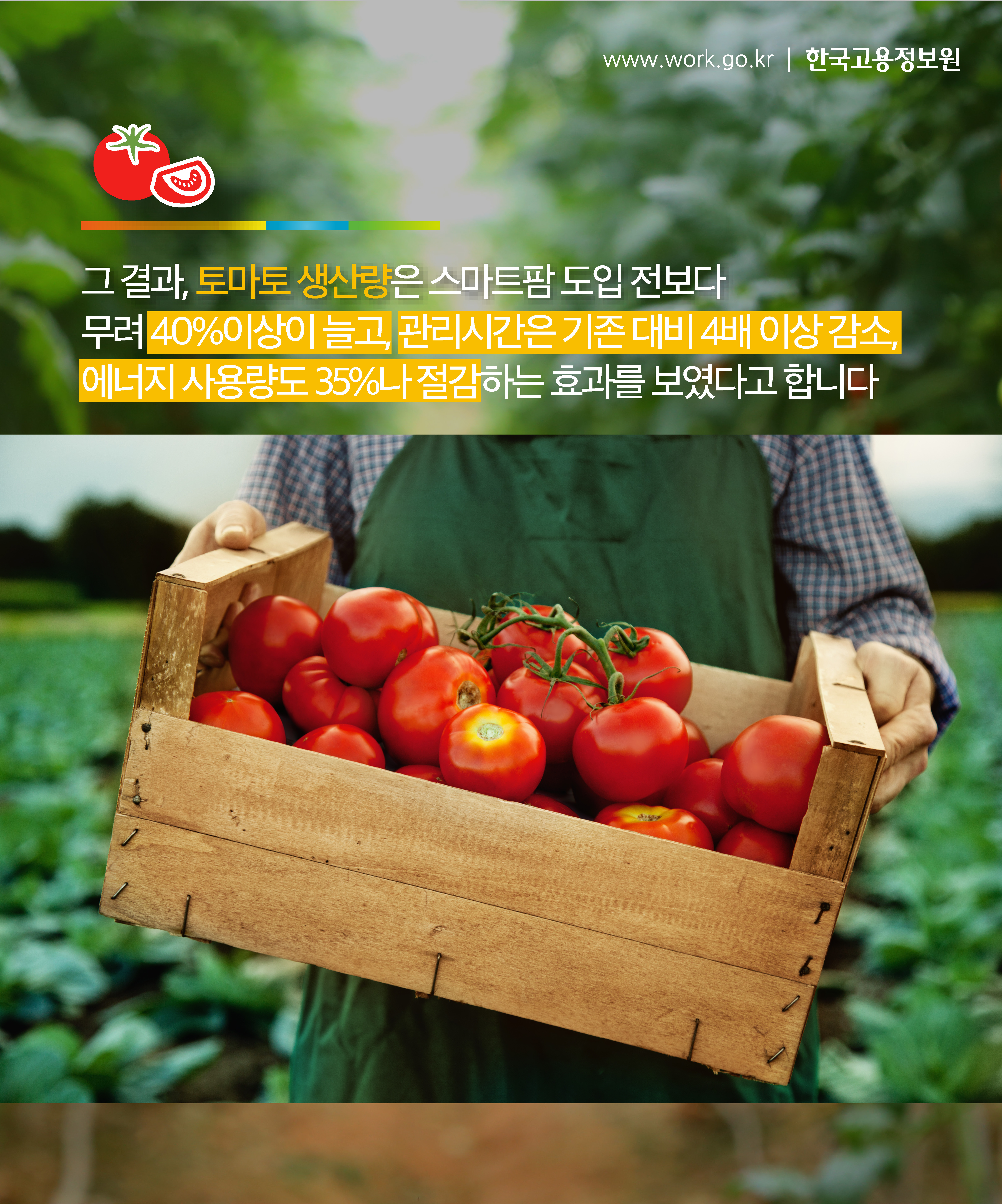 그 결과, 토마토 생산량은 스마트팜 도입 전보다 무려 40%이상이 늘고, 관리시간은 기존 대비 4배 이상 감소, 에너지 사용량도 35%나 절감하는 효과를 보였다고 합니다.